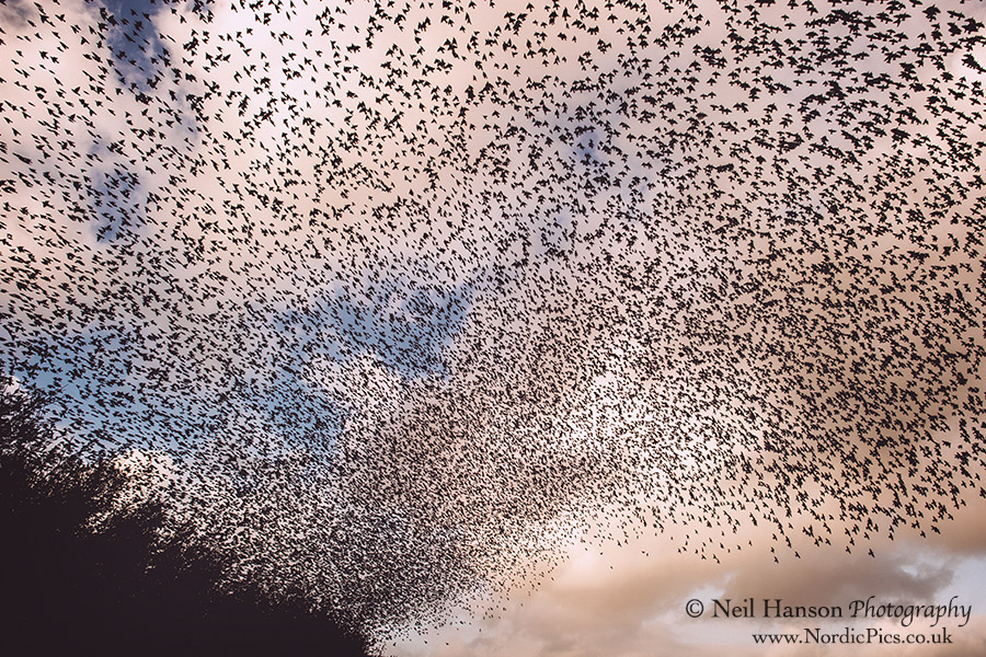 Cornwall-starlings-01