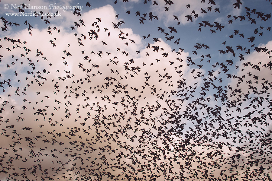 Cornwall-starlings-02