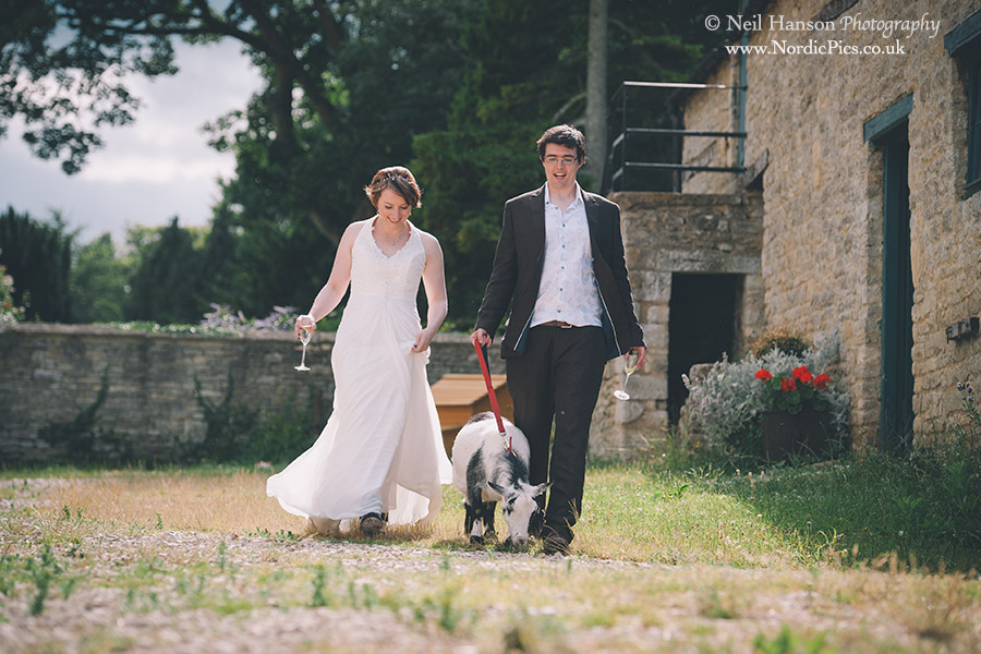 Bride & Groom walking a goat at Cogges Farm Museum