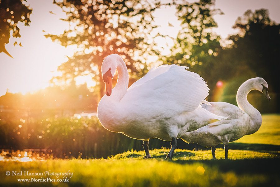 Swans at Ardington House