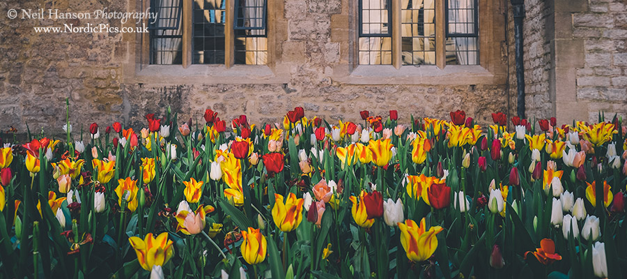 Tulips at Brasenose College