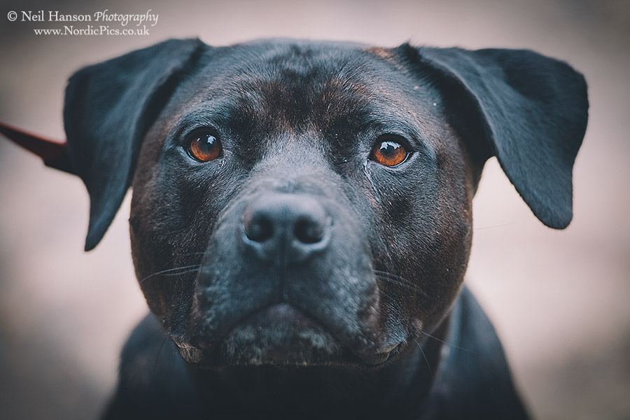 Dog portraits by Neil Hanson Photography