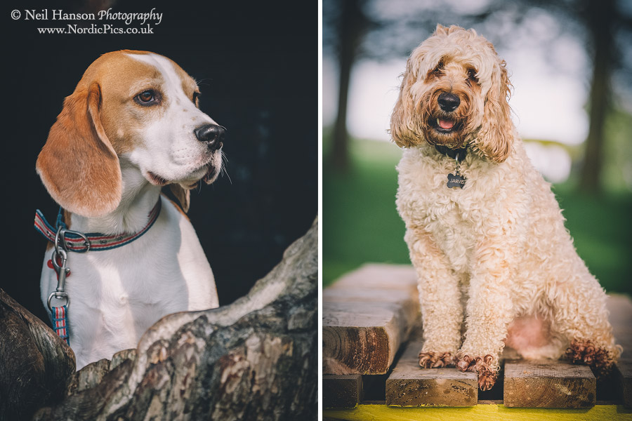 Dog portraits for Oxfordshire & Cornwall by Neil Hanson Photography