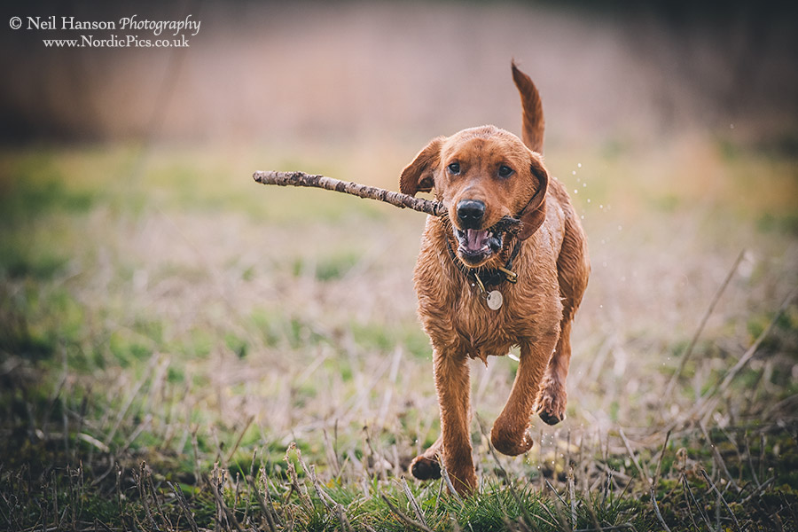 Dogs running action photography by Neil Hanson