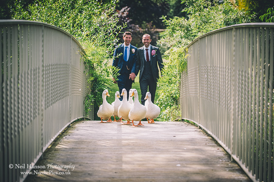 Couple and ducks crossing the bridge at Caswell House on their wedding day
