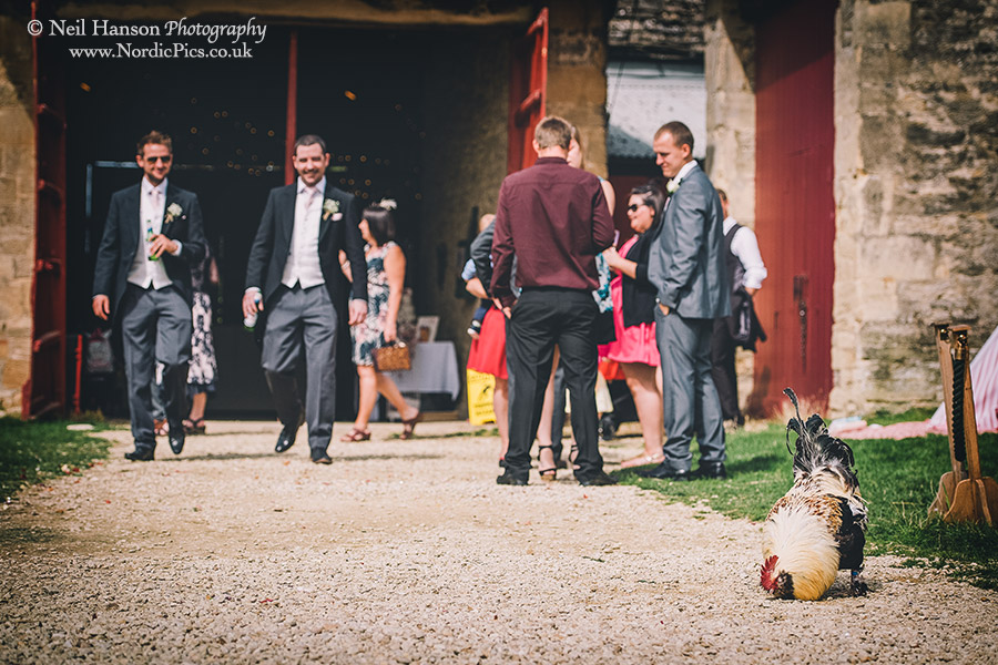 Chickens at a Cogges farm Wedding
