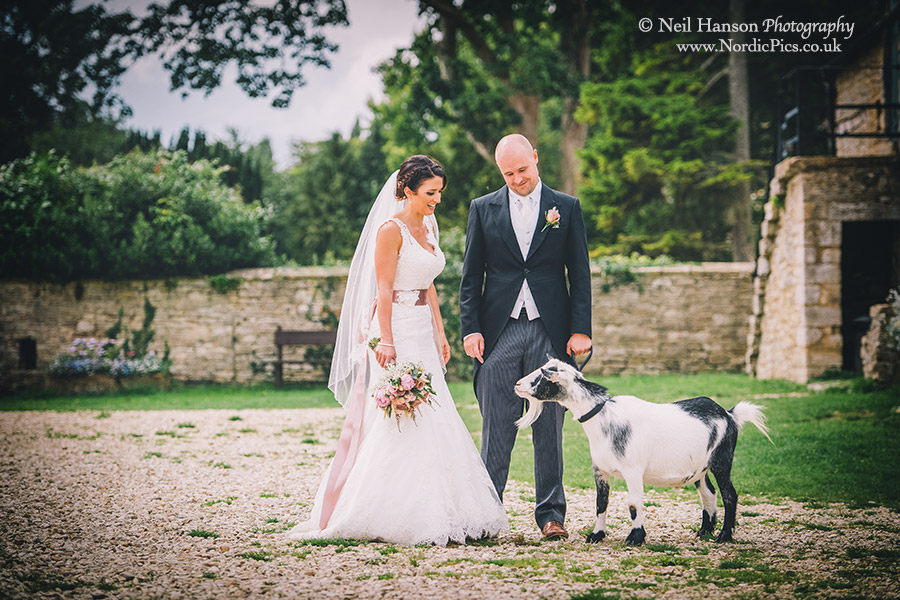 Bride and Groom with a goat at Cogges farm Wedding