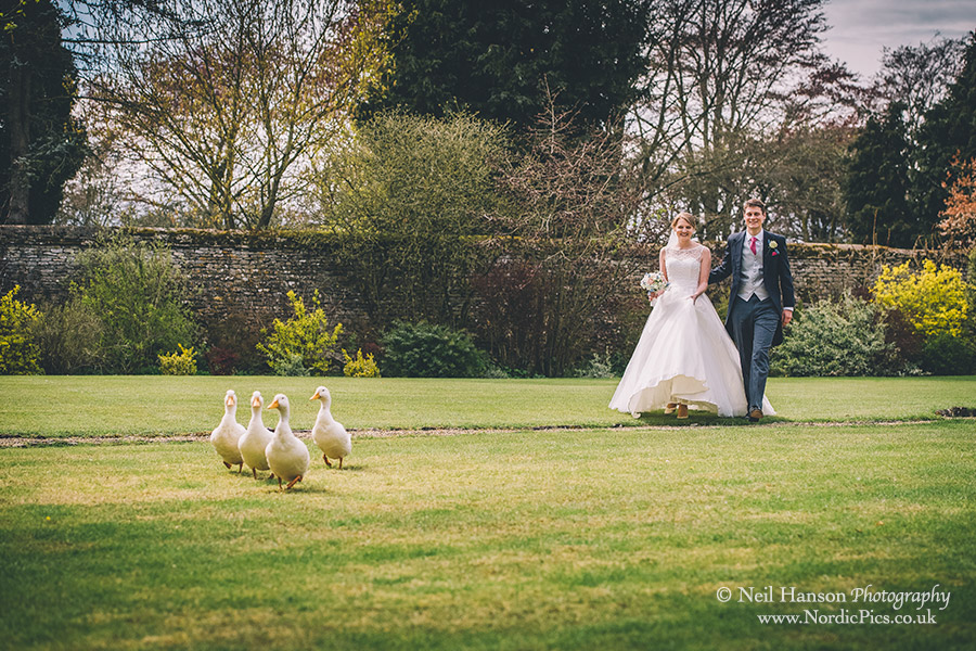 Bride and Groom with the Caswell House Ducks