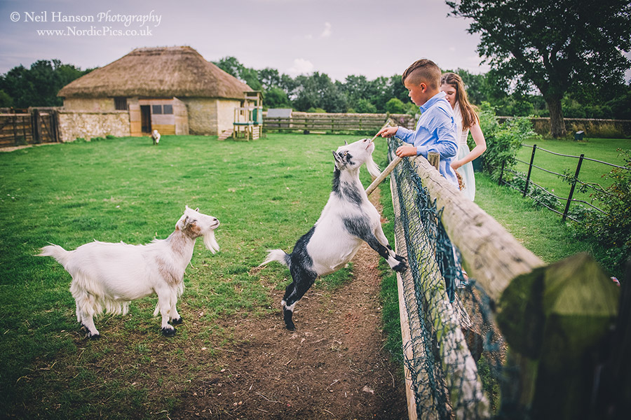 Goats at Cogges Farm