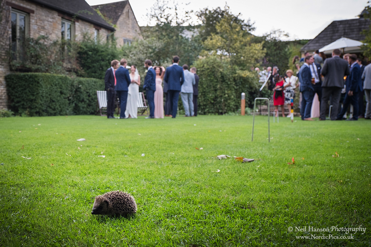 Hedgehog at a drinks reception at The Bay Tree Hotel Burford