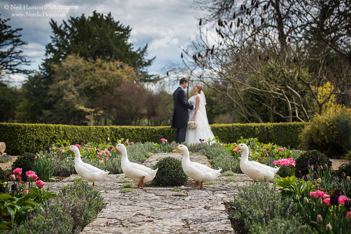Caswell House Wedding Ducks