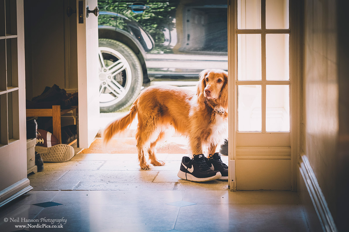 Dog with shoes on alternative wedding photography