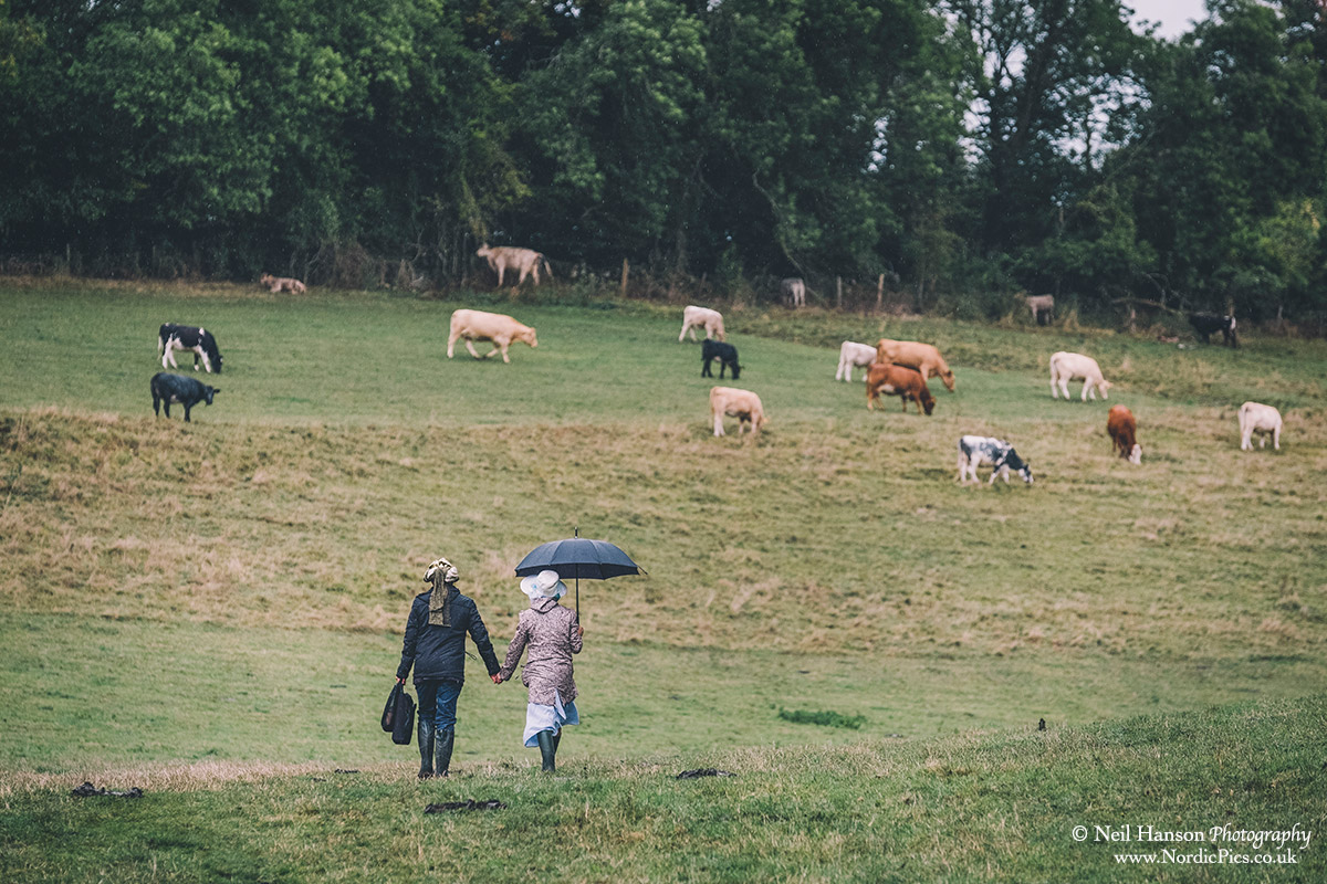Wedding guests walking with cows